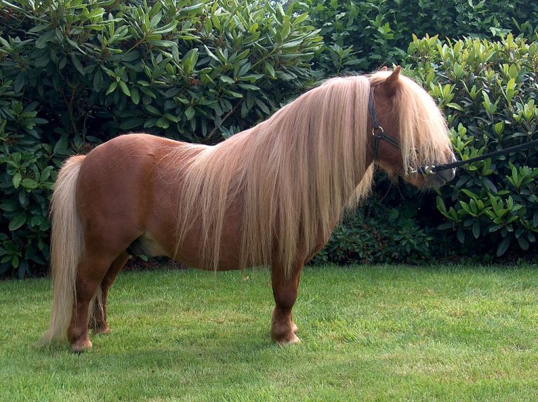 Falabella Falabella